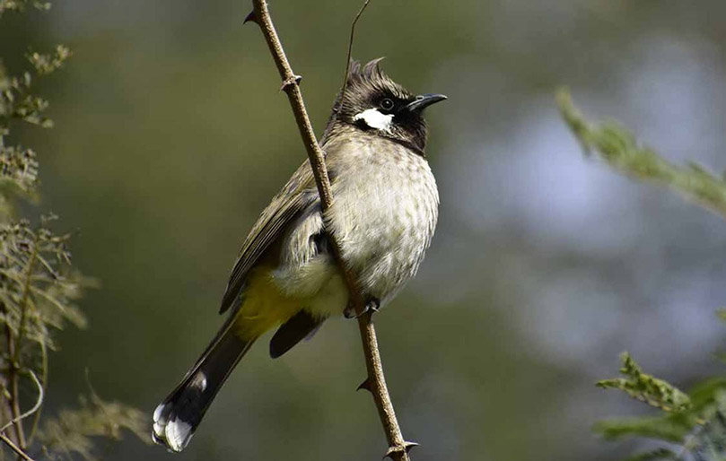 wildlife-of-the-cities