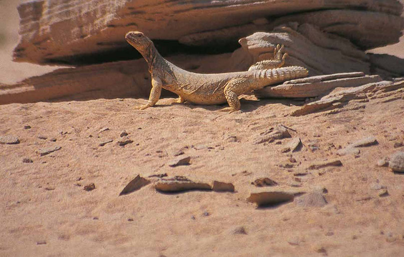 wildlife-of-the-desert