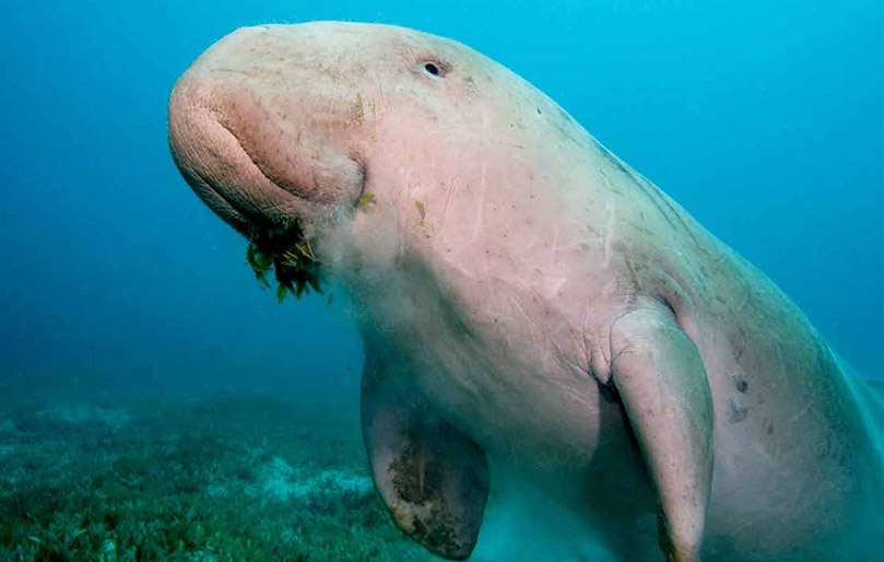 wildlife-of-the-seas