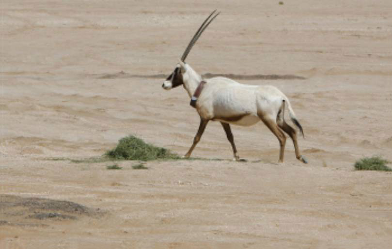 wildlife-of-the-uae